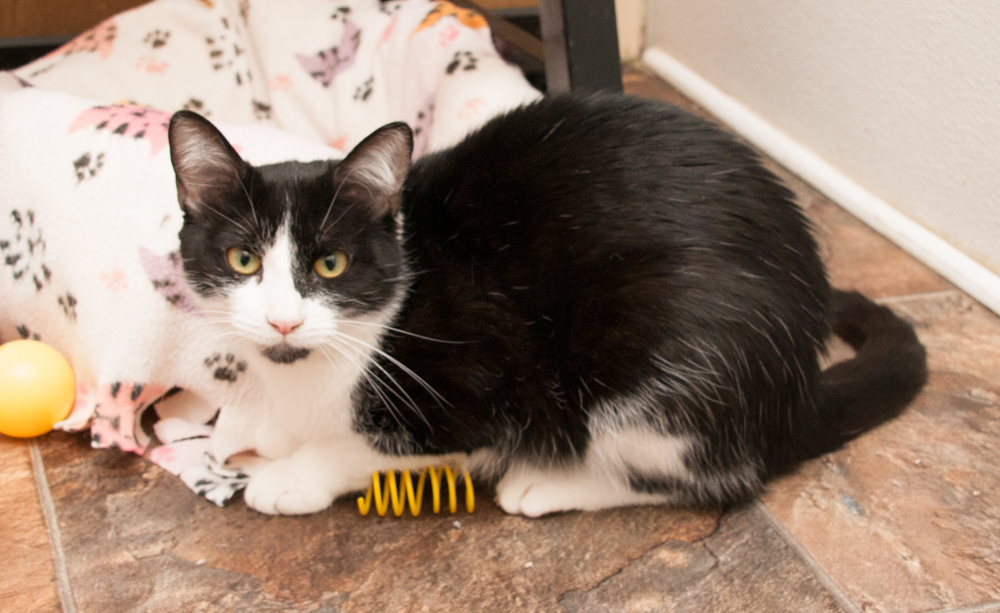 Blizzie, an adoptable Domestic Short Hair in Westminster, CO, 80031 | Photo Image 4