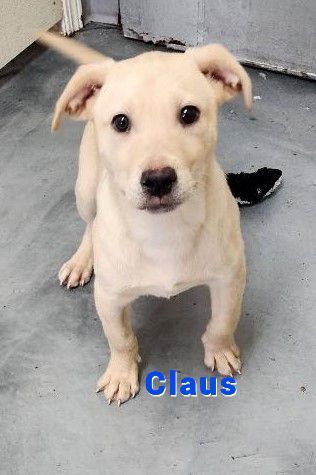 Claus, an adoptable Labrador Retriever & Pit Bull Terrier Mix in Clear Lake, IA_image-1