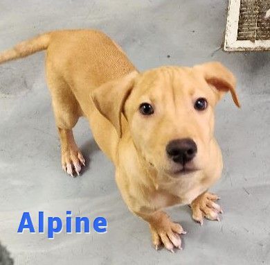 Alpine, an adoptable Labrador Retriever & Pit Bull Terrier Mix in Clear Lake, IA_image-1