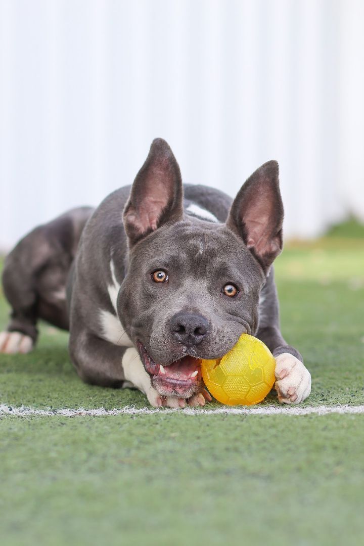 Glacier, an adopted Pit Bull Terrier Mix in Eagle, ID_image-2