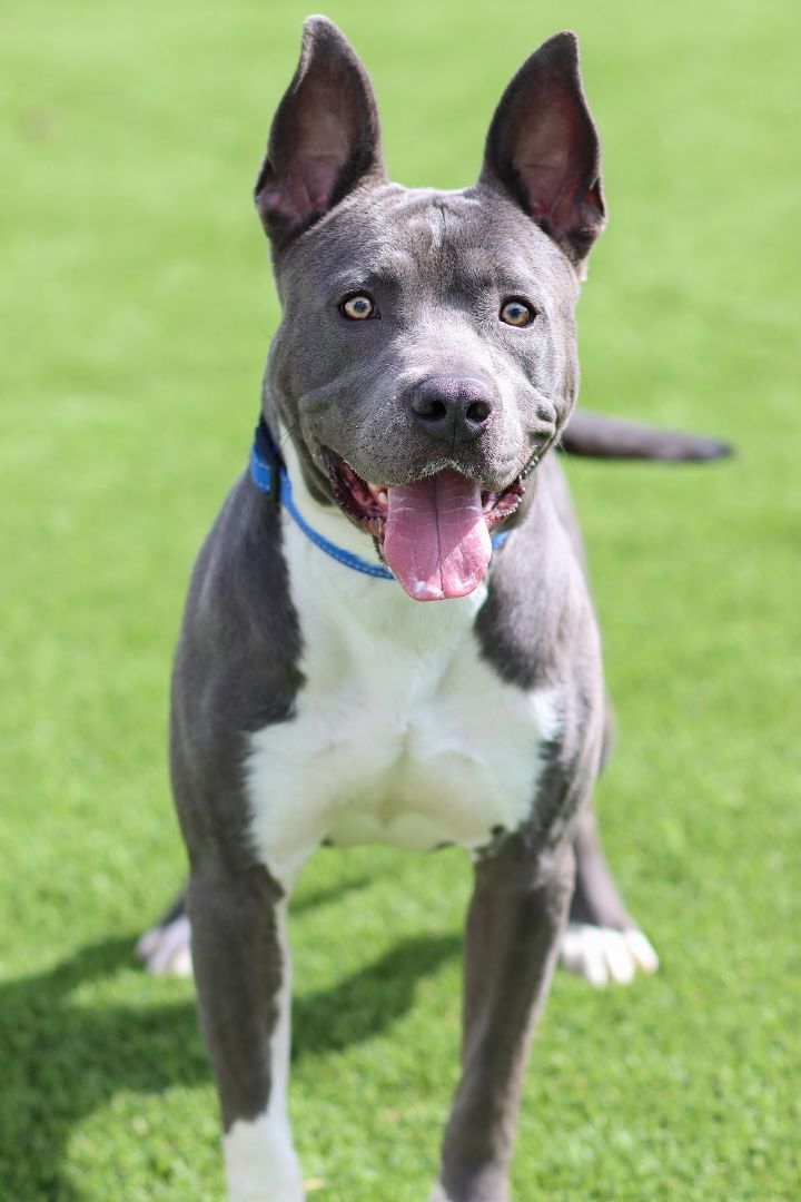 Glacier, an adopted Pit Bull Terrier Mix in Eagle, ID_image-4