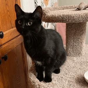 Pixie - Pending Adoption , an adopted Domestic Short Hair Mix in Minneapolis, MN_image-2