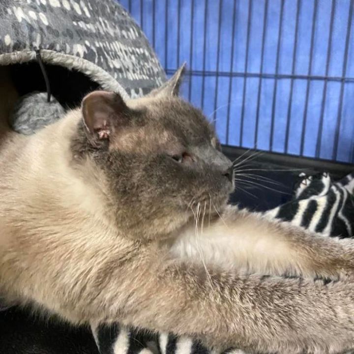 Cat for adoption - Daybreak, a Siamese in Kankakee, IL | Petfinder