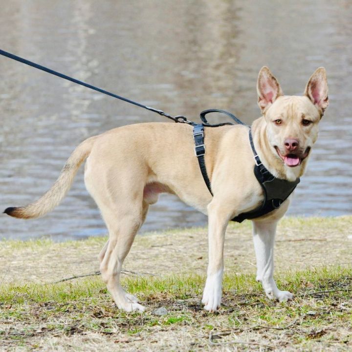 Ace, an adoptable Belgian Shepherd / Malinois & Pit Bull Terrier Mix in Bethel, CT_image-1