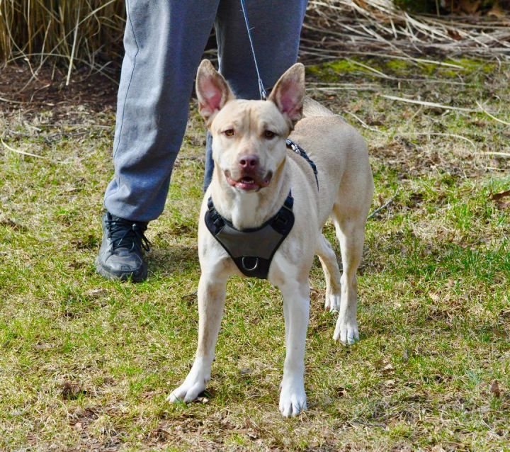 Ace, an adoptable Belgian Shepherd / Malinois & Pit Bull Terrier Mix in Bethel, CT_image-3