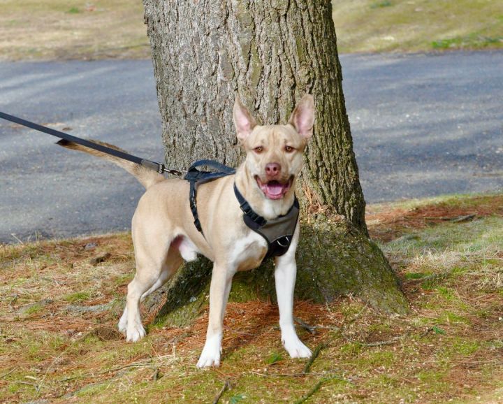 Ace, an adoptable Belgian Shepherd / Malinois & Pit Bull Terrier Mix in Bethel, CT_image-4