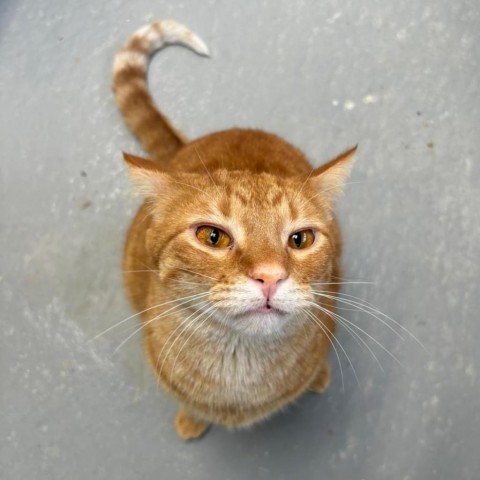 Cheddar, an adoptable Domestic Short Hair in Carroll, IA, 51401 | Photo Image 1