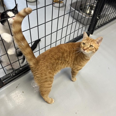 Cheddar, an adoptable Domestic Short Hair in Carroll, IA, 51401 | Photo Image 2