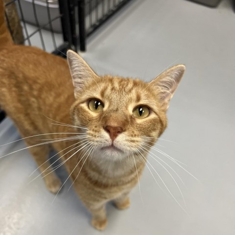 Cheddar, an adoptable Domestic Short Hair in Carroll, IA, 51401 | Photo Image 2