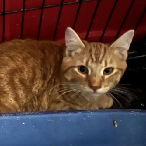 Cheddar, an adoptable Domestic Short Hair in Carroll, IA, 51401 | Photo Image 2