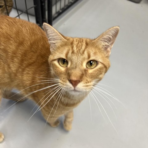 Cheddar, an adoptable Domestic Short Hair in Carroll, IA, 51401 | Photo Image 3