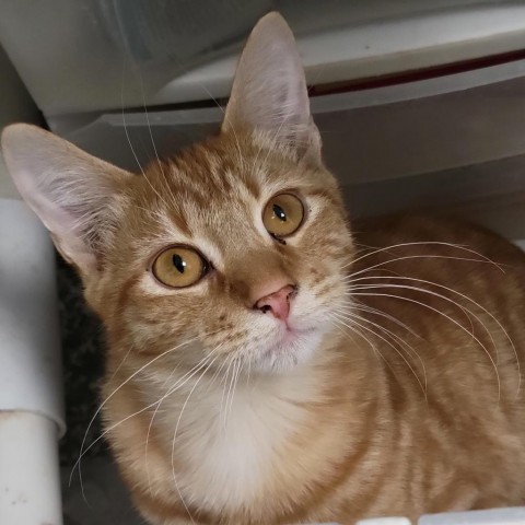 Cheddar, an adoptable Domestic Short Hair in Carroll, IA, 51401 | Photo Image 4