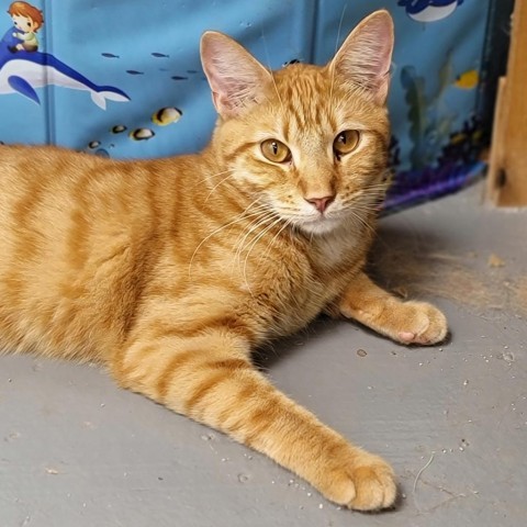 Cheddar, an adoptable Domestic Short Hair in Carroll, IA, 51401 | Photo Image 4