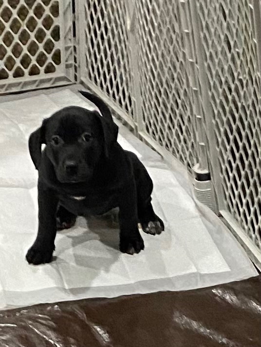 Rebecca , an adoptable Black Labrador Retriever Mix in Kentwood, MI_image-3