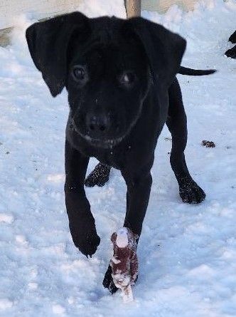 Linus, an adoptable Labrador Retriever Mix in Clear Lake, IA_image-1