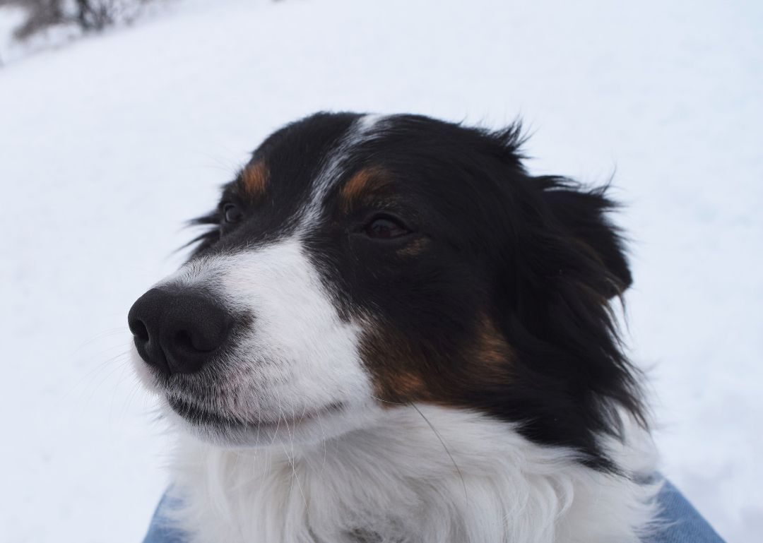 Trigger, an adoptable Border Collie in Tomah, WI, 54660 | Photo Image 2