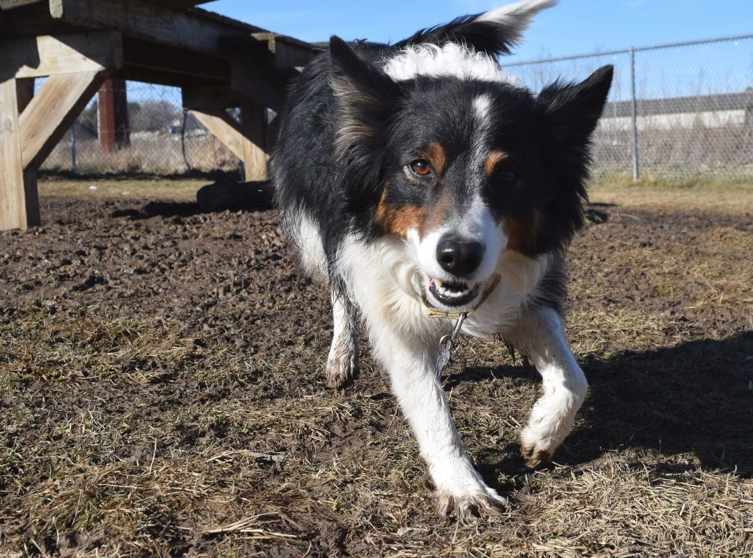 Trigger, an adoptable Border Collie in Tomah, WI, 54660 | Photo Image 1