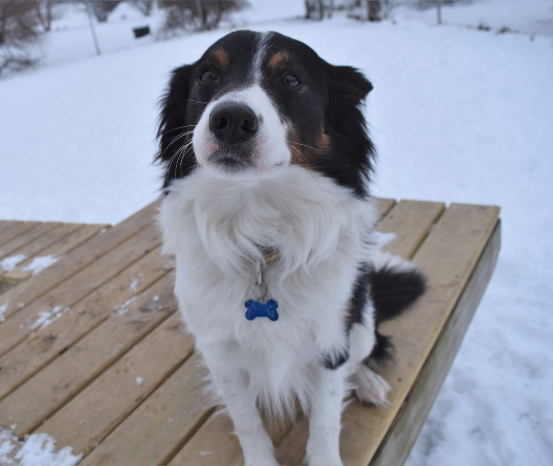 Trigger, an adoptable Border Collie in Tomah, WI, 54660 | Photo Image 3