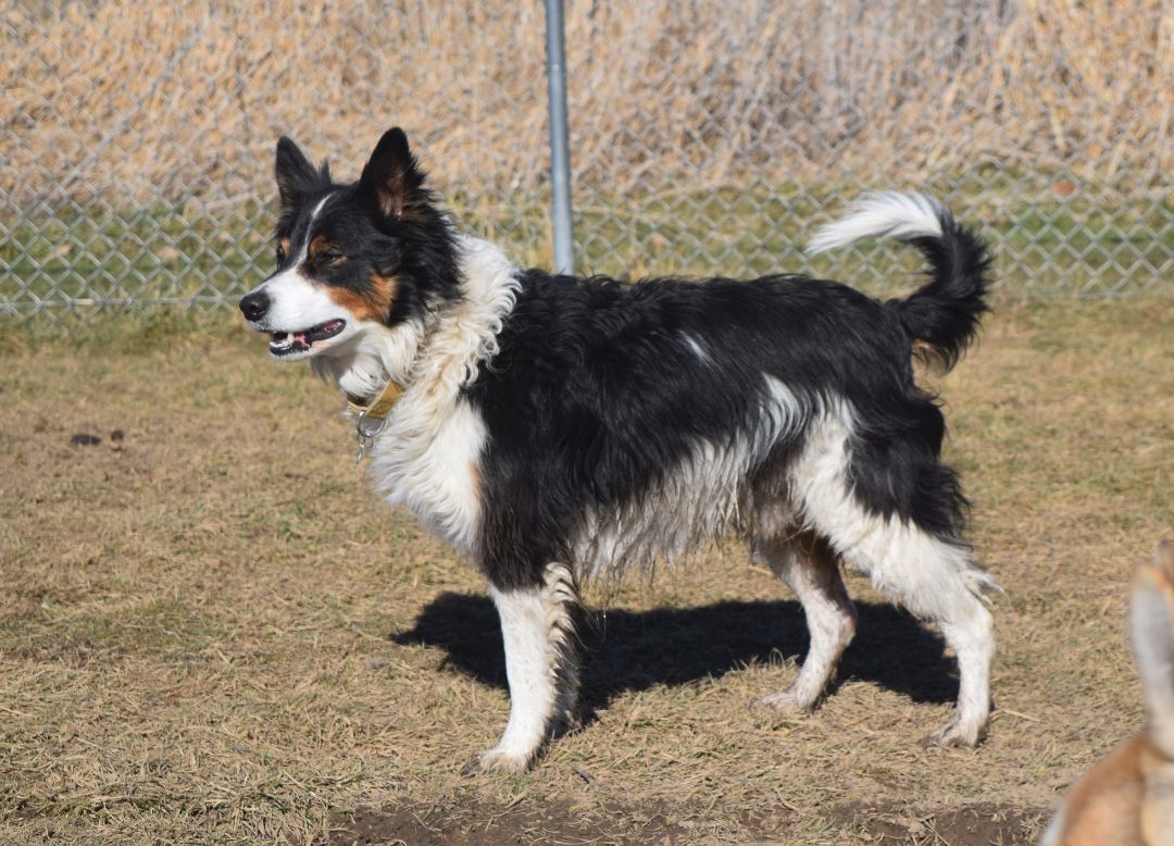 Trigger, an adoptable Border Collie in Tomah, WI, 54660 | Photo Image 5