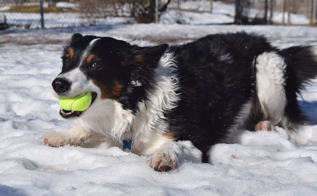 Trigger, an adoptable Border Collie in Tomah, WI, 54660 | Photo Image 6