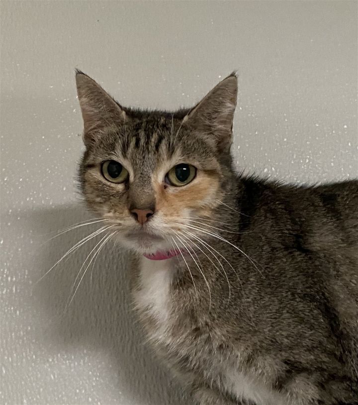 PIPER, an adoptable Tabby & Calico Mix in Dallas, TX_image-1