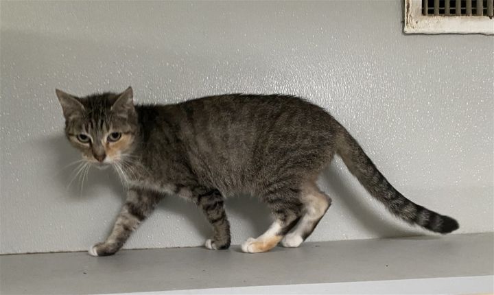 PIPER, an adoptable Tabby & Calico Mix in Dallas, TX_image-2