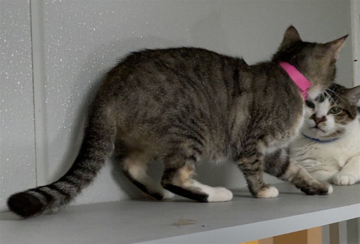 PIPER, an adoptable Tabby & Calico Mix in Dallas, TX_image-3