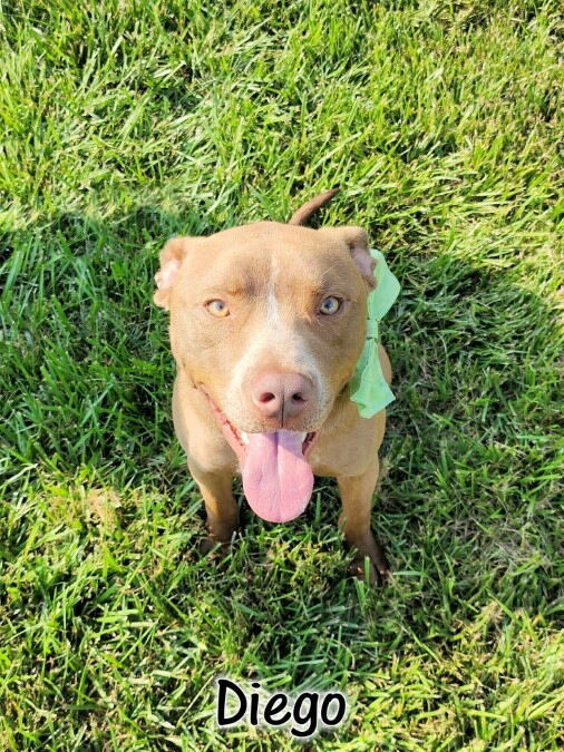 Diego, an adoptable Pit Bull Terrier in Topeka, KS, 66614 | Photo Image 1