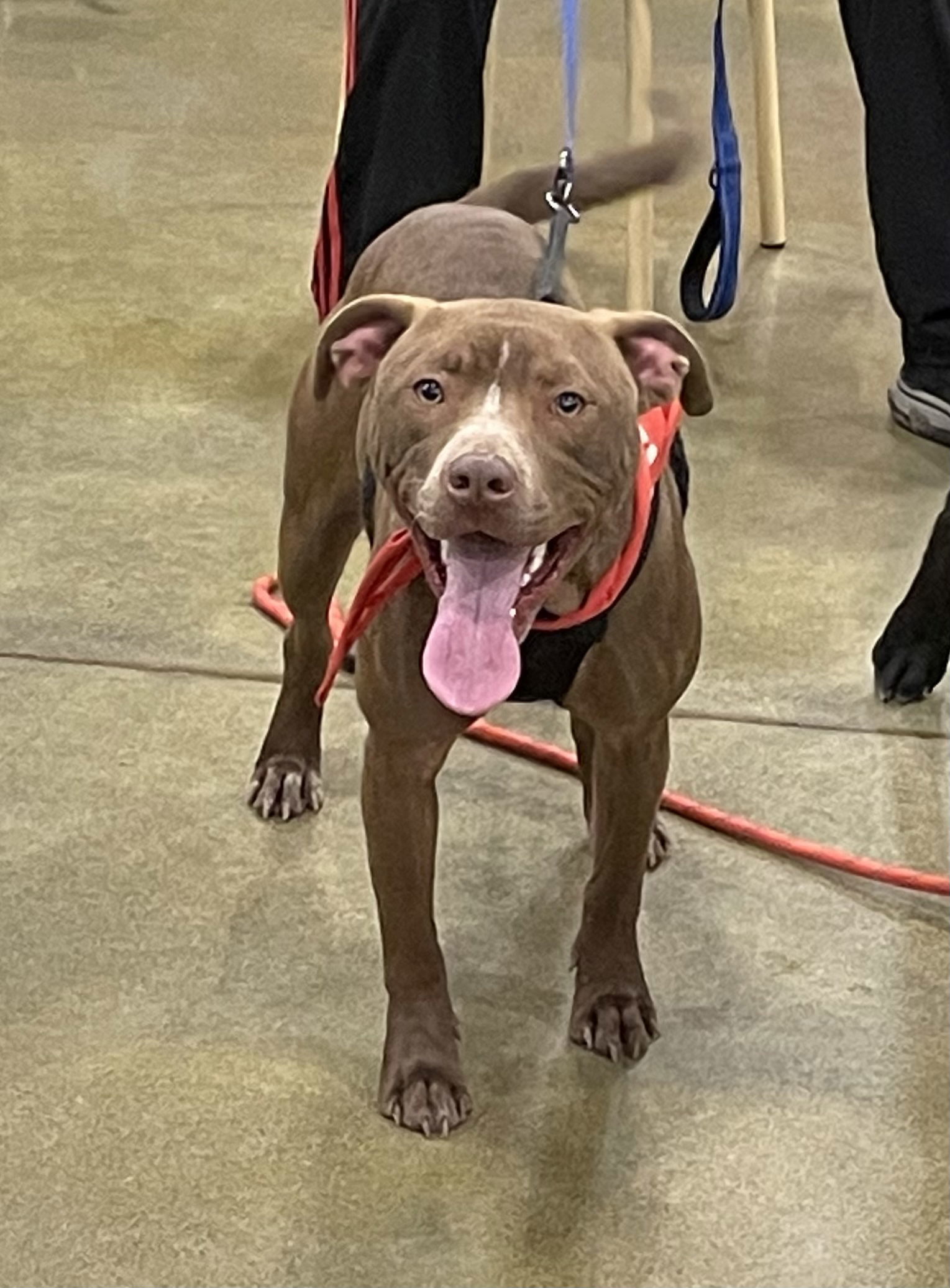 Diego, an adoptable Pit Bull Terrier in Topeka, KS, 66614 | Photo Image 2