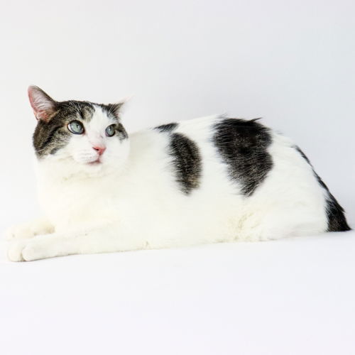 Achillies, an adoptable Domestic Short Hair in Florence, AZ, 85132 | Photo Image 1