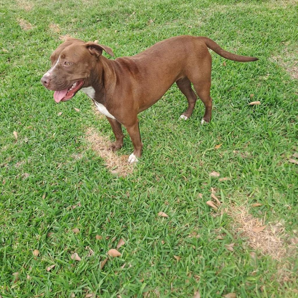 Penny