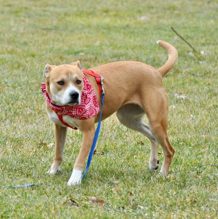 Pooh Bear, an adopted Staffordshire Bull Terrier in Bethel, CT_image-5