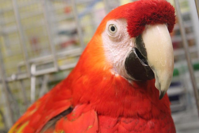 Pekoe, an adopted Macaw in Edgerton, WI_image-1