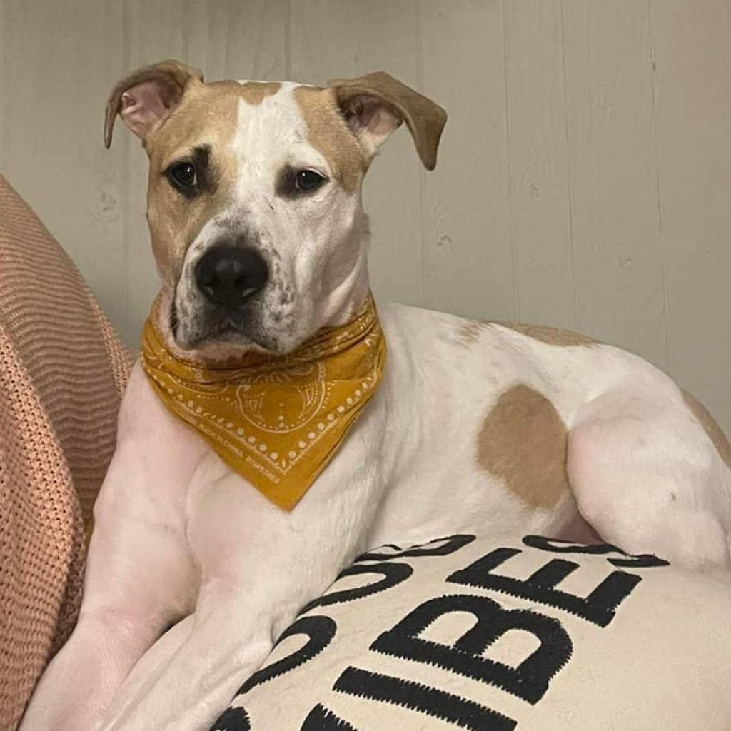 CJ, an adoptable Great Pyrenees, Labrador Retriever in Spring Hill, KS, 66083 | Photo Image 1