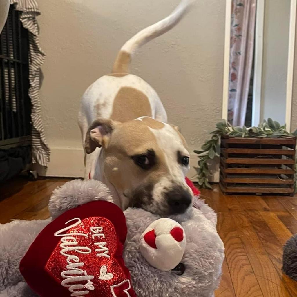 CJ, an adoptable Great Pyrenees, Labrador Retriever in Spring Hill, KS, 66083 | Photo Image 3