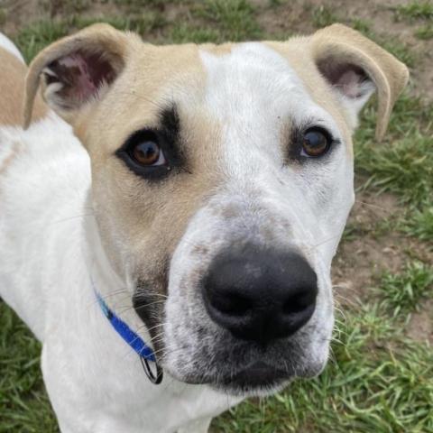 CJ, an adoptable Great Pyrenees, Labrador Retriever in Spring Hill, KS, 66083 | Photo Image 4