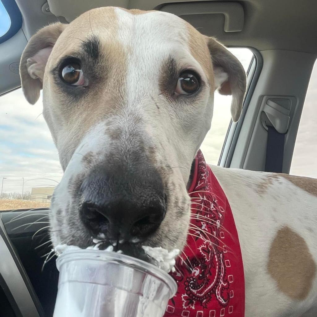 CJ, an adoptable Great Pyrenees, Labrador Retriever in Spring Hill, KS, 66083 | Photo Image 4