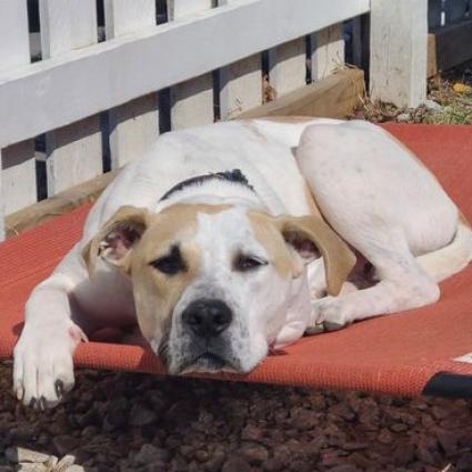 CJ, an adoptable Great Pyrenees, Labrador Retriever in Spring Hill, KS, 66083 | Photo Image 5