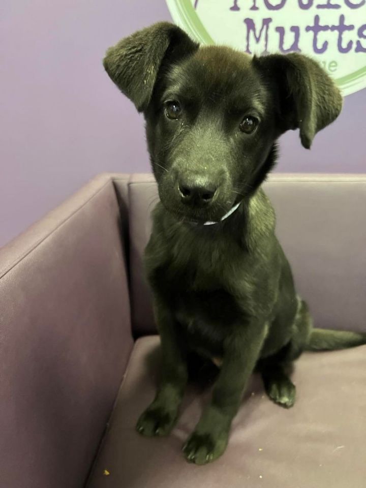 Velour in NH , an adopted Retriever & Border Collie Mix in Manchester, NH_image-1