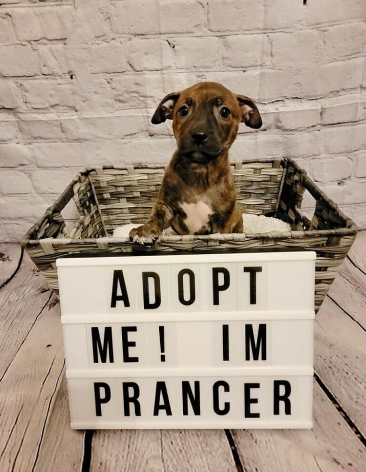 Prancer, an adoptable Labrador Retriever Mix in Rockville, MD_image-1