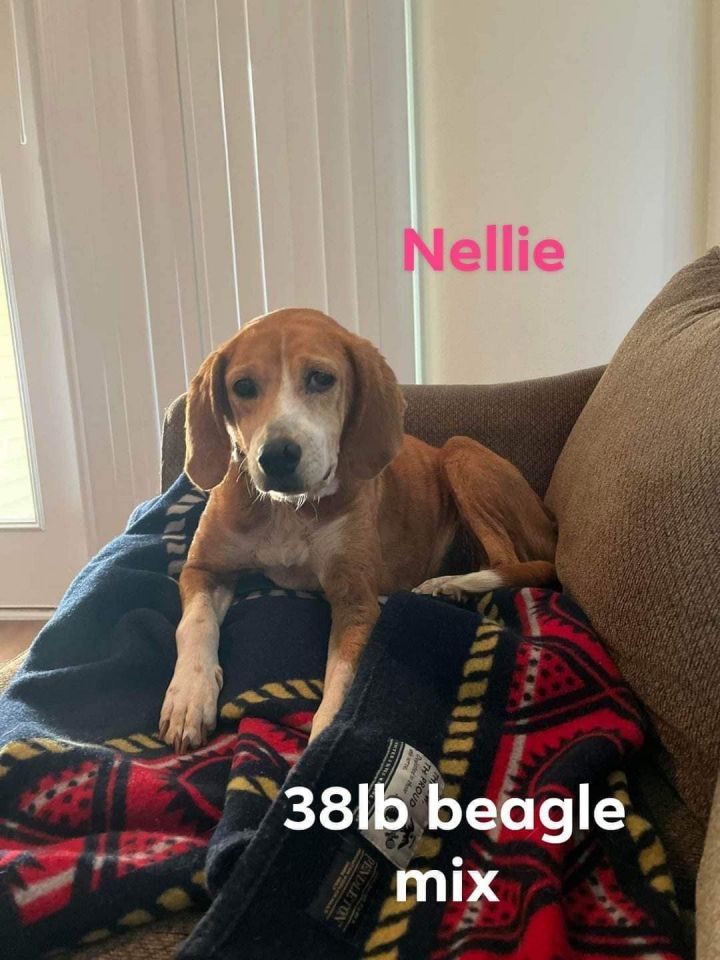 Nellie, an adoptable Beagle Mix in Rockville, MD_image-1