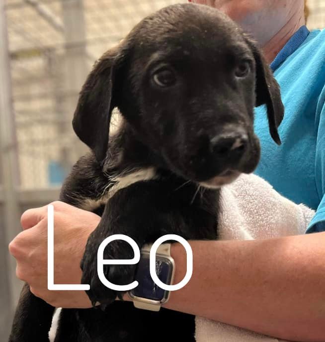 Leo, an adoptable Black Labrador Retriever Mix in Rockville, MD_image-1