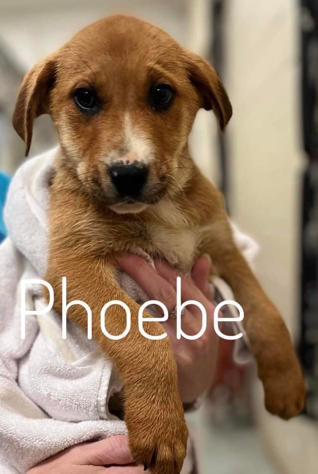 Phoebe, an adoptable Labrador Retriever Mix in Rockville, MD_image-1