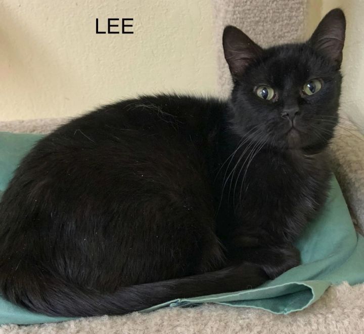 Lee, an adoptable Domestic Medium Hair Mix in Rushville, IL_image-1