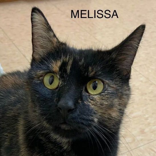 Melissa, an adoptable Tortoiseshell in Rushville, IL_image-1