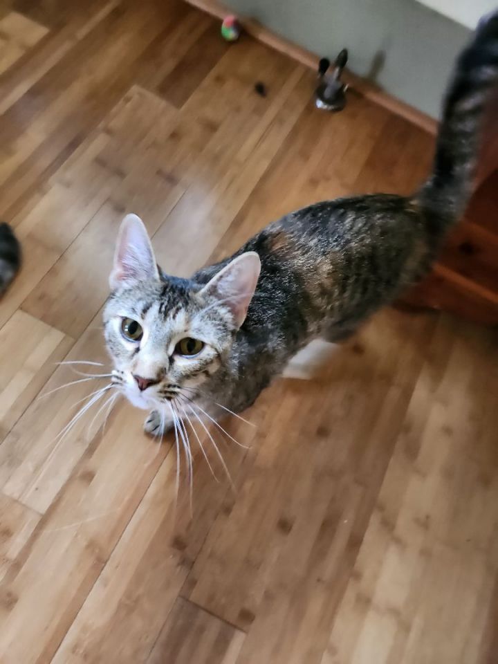 Maude  3