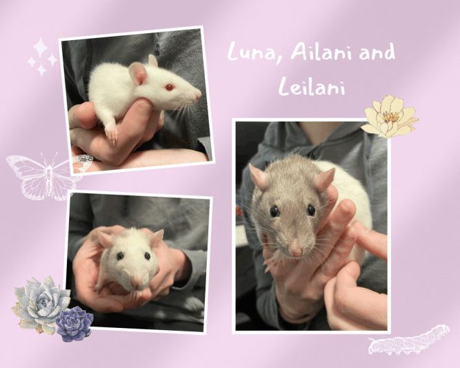 Luna, Leilani, Ailani