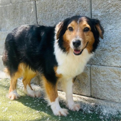 Capybara, an adoptable Australian Shepherd in Pacific, MO, 63069 | Photo Image 1