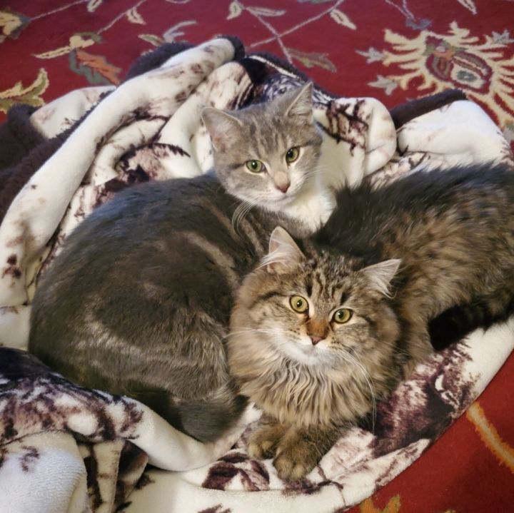 Fancy & Amos, an adoptable Tabby & Domestic Long Hair Mix in Kentwood, MI_image-1