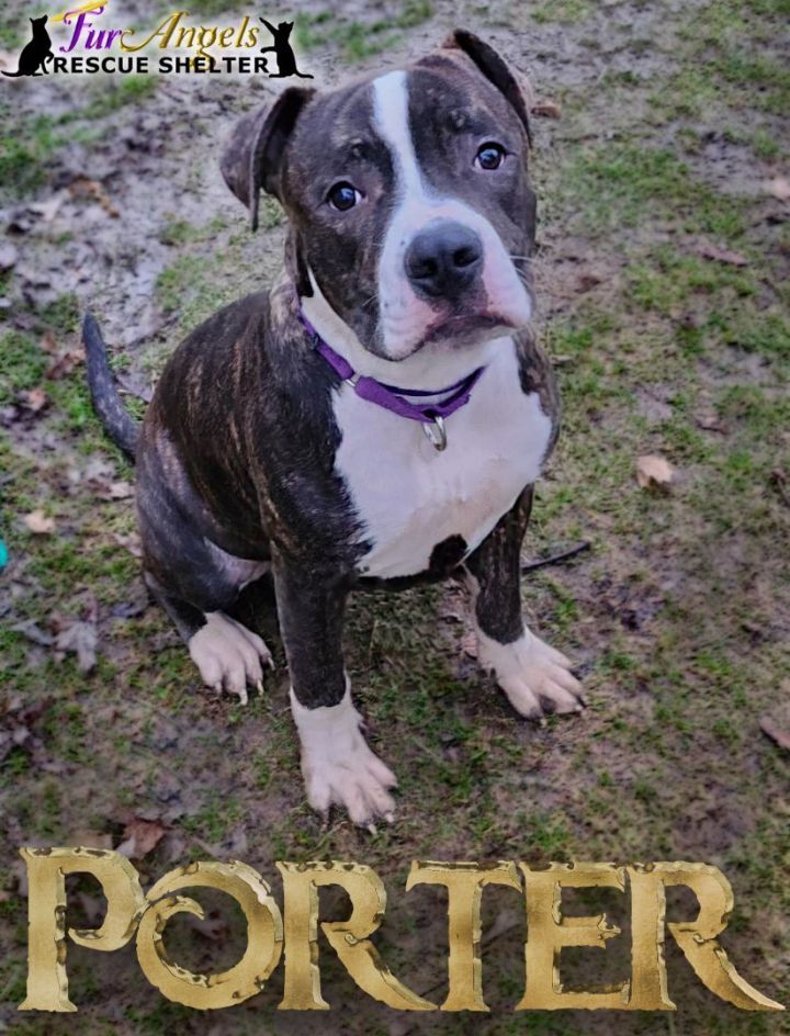 Porter, an adoptable Boxer Mix in Toledo, OH_image-1